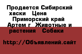 Продается Сибирский хаски › Цена ­ 15 000 - Приморский край, Артем г. Животные и растения » Собаки   